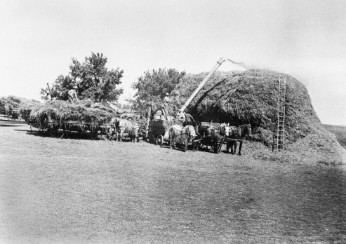 Custom threshermen threshing oats on my grandfather's farm. Same equipment would have been used for wheat and barley. Iowa late 1930s or early 1940s. Shocks from field on wagon at left. Separated grain going into wagon just below man standing on top of thresher. Straw being blown out at top onto straw pile. Thresher powered by steam engine via a belt out of view to left. Scanned film with grain.