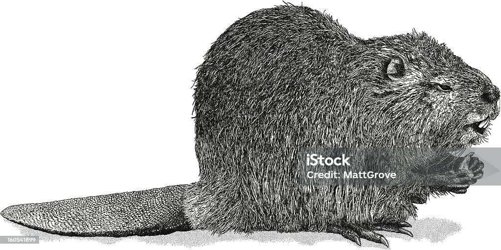 Beaver Beaver vector illustration. Additional EPS file contains the same image with lines in stroke form, allowing you to convert to a brush of your choosing. Colors are layered and grouped separately. Easily editable. Beaver stock vector