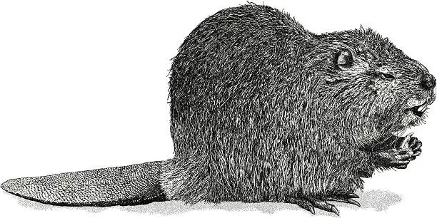 Vector illustration of Beaver