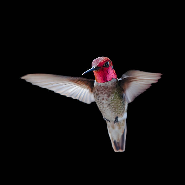 Anna's Hummingbird in flight stock photo