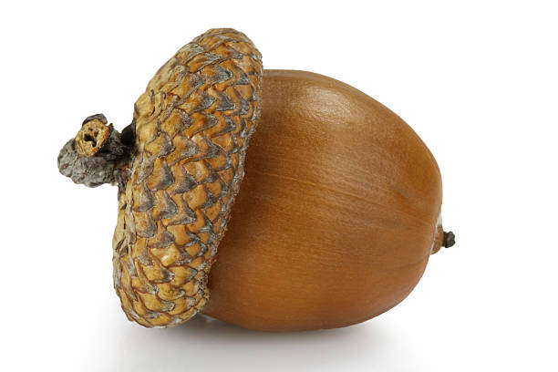 istock Acorn of autumn 160542122