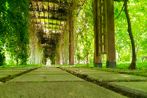 Walkway made of pedestrian tiles from a lower angle in the garden inside an artistic green overgrown arch in summer. A symbol of the light waiting for us at the end of the tunnel, hope for a good future.
