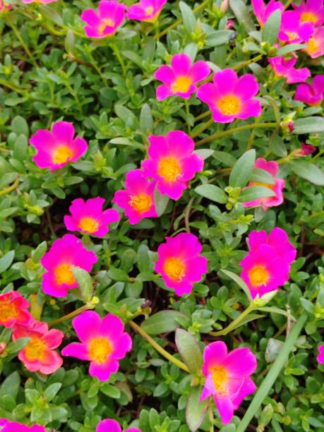 istock Portulaca grandiflora 1605427046