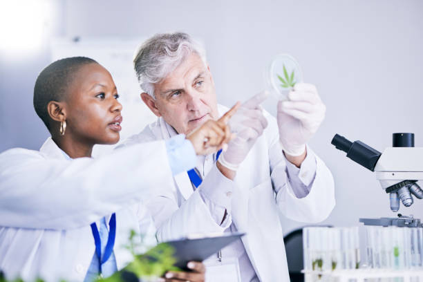 cientista, equipe e análise da folha de maconha, estudo científico para pesquisa médica e ecologia em laboratório. homem, mulher com planta de erva daninha em placa de petri, verificar amostra de teste de cannabis e experimento científico - chemistry white petri dish design - fotografias e filmes do acervo