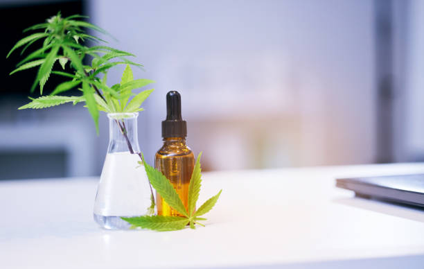 istock Marijuana leaves, CBD oil and lab table for medical research, pharma study and development for healthcare. Hemp plant, medicine bottle and pharmaceutical innovation on desk in laboratory for wellness 1605434695