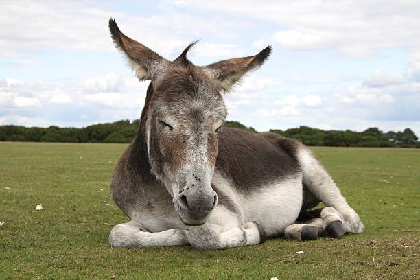 istock new forest national park feral donkey resting 160543623