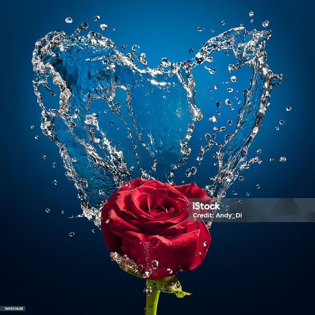 splash и роза - Стоковые фото Без людей роялти-фри