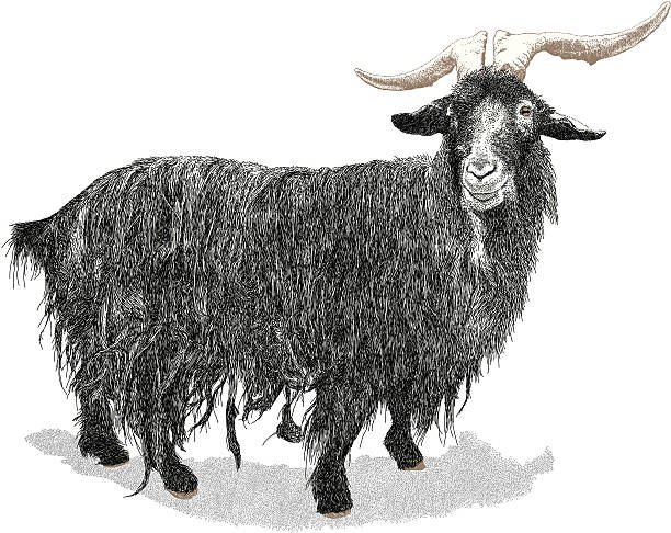 koza kudłatym - goat shaggy animal mammal stock illustrations