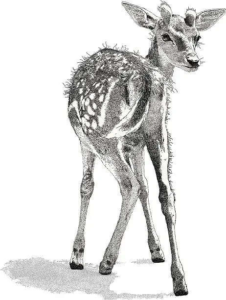 Vector illustration of Deer Fawn