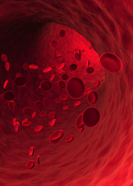 Blood Cells (XXXL) Red Blood Cells flowing in blood vessel. Shallow depth of field. blood cell photos stock pictures, royalty-free photos & images