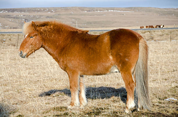istock Icelandic horse 160543846
