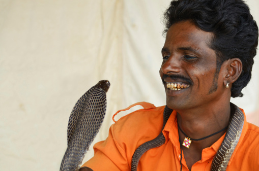 Kalbelia snake charmer and his Indian cobra, Naja naja. Fangs have been removed from cobra. Shallow DOF, cobra is out of focus. Performing at the Pushkar Camel Fair, Pushkar, Rajasthan, India.