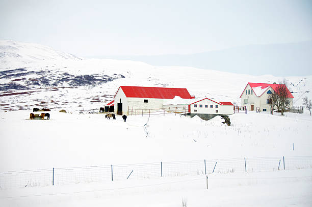 Icelandic farm in winter. Bright red roofs bring some color to an otherwise bleak landscape. Icelandic horses have ventured outside to feed.