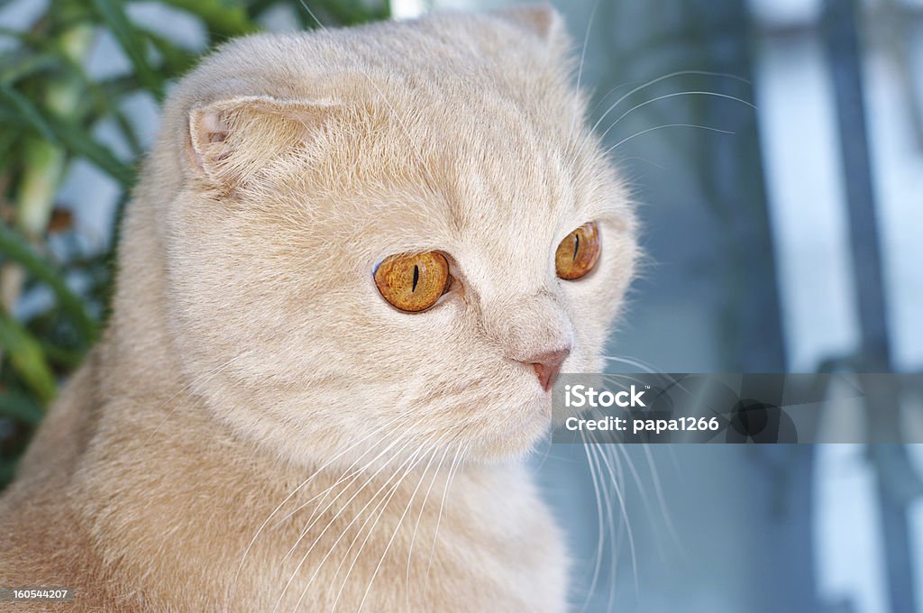Gato Scottish Fold - Foto de stock de Amarelo royalty-free