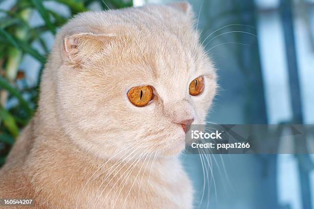 Foto de Gato Scottish Fold e mais fotos de stock de Amarelo - Amarelo, Animal, Animal doméstico