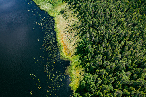 Nordic nature during summertime. Lakeside from drone angle view.