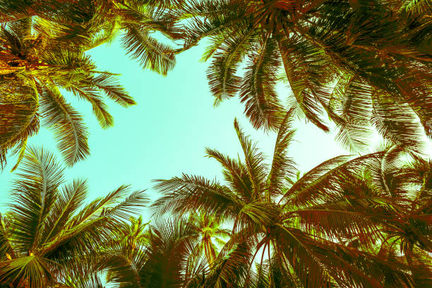 istock Beautiful seaside coconut palm tree forest in sunshine day clear sky background. 1605465594