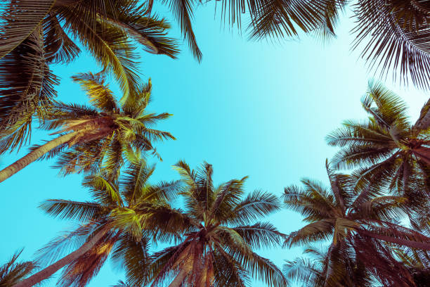 istock Beautiful silhouette coconut palm tree forest in sunshine day clear sky background. 1605465595