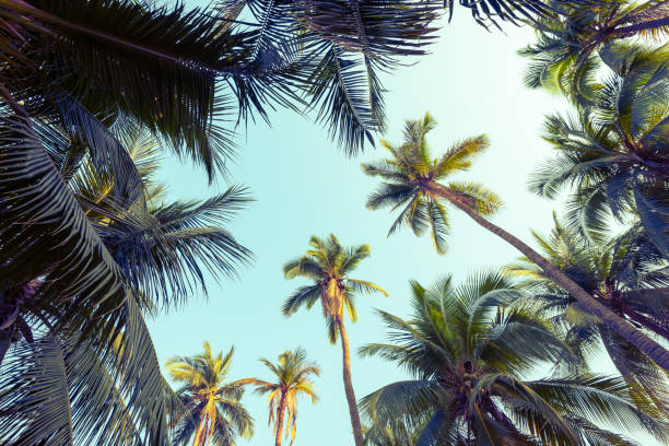 istock Beautiful seaside coconut palm tree forest in sunshine day clear sky background. 1605465596