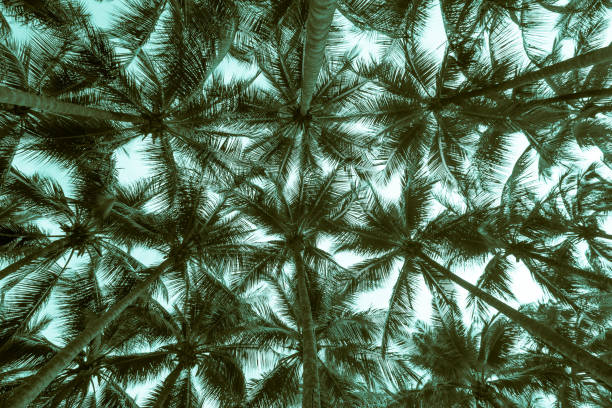 istock Coconut palm tree leaves background with sky from bottom view. 1605466232
