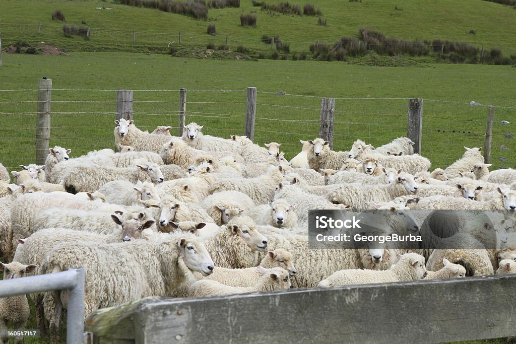 Owce w gospodarstwie - Zbiór zdjęć royalty-free (Bez ludzi)