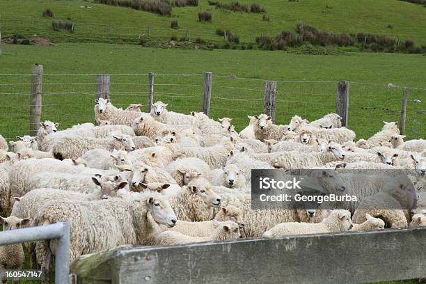 Owce W Gospodarstwie - zdjęcia stockowe i więcej obrazów Bez ludzi - Bez ludzi, Biały, Bydło