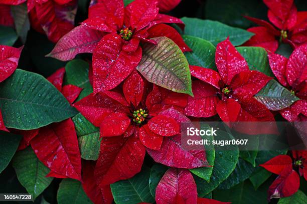 Weihnachten Blume Orpoinsettia Mit Schönen Roten Blätter Stockfoto und mehr Bilder von Weihnachtsstern