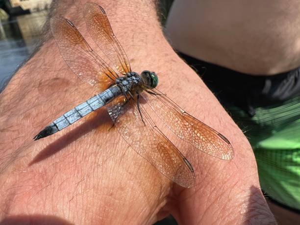 istock Dragonfly on my hand at the beach. 1605472615