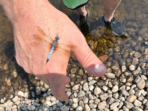 Cute and colorful dragonfly, with sunlight hitting its wings, perching on a man’s hand at the beach. The dragonfly are the main focus but water and partial view of swimming trunks can be seen in the background. Photo taken on The Upper Michigan and Wisconsin border on The Menominee River.