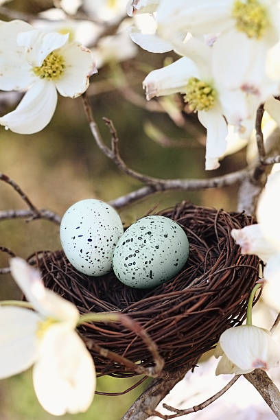 Springtime Nest Two eggs in a small nest with dogwood blossoms surrounded it. Extreme shallow depth of field. dogwood trees stock pictures, royalty-free photos & images