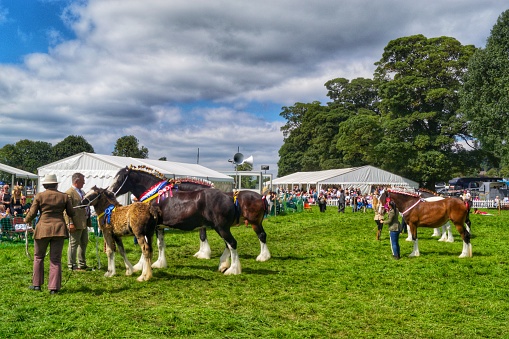 Ashover Show is a quirky and small traditional agricultural show, that is located in the picturesque village of Ashover in Derbyshire. It is a traditional show that features various displays of animals, arts and crafts plus has various stalls and trade stands for trades and visitors alike.