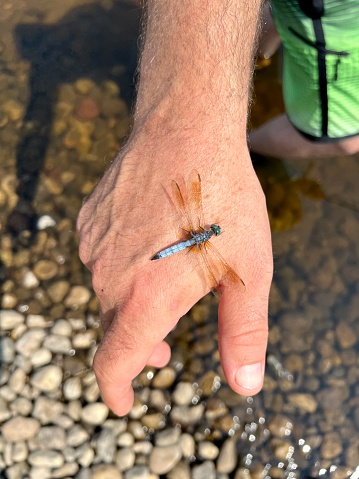 Cute and colorful dragonfly, with sunlight hitting its wings, perching on a man’s hand at the beach. The dragonfly are the main focus but water and partial view of swimming trunks can be seen in the background. Photo taken on The Upper Michigan and Wisconsin border on The Menominee River.