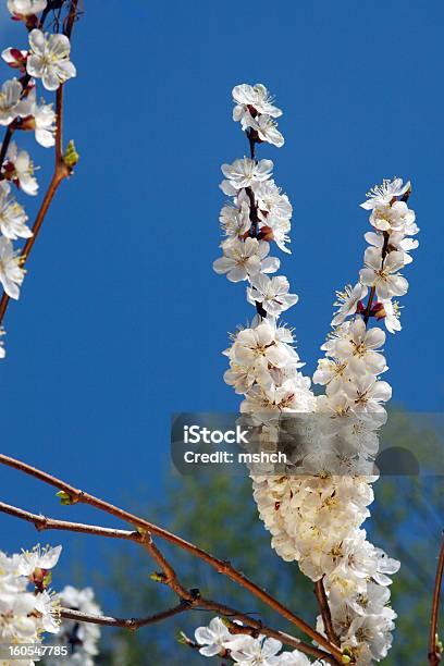 연두빛 대해 Blue Sky 향연이라 할 수 있습니다 0명에 대한 스톡 사진 및 기타 이미지 - 0명, 4월, 5월