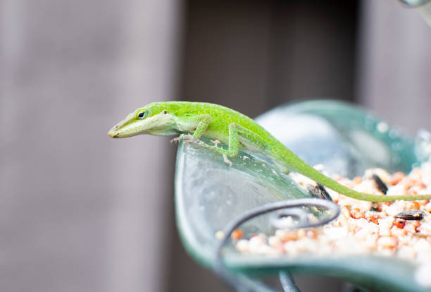 chinese water dragon perching on a branch