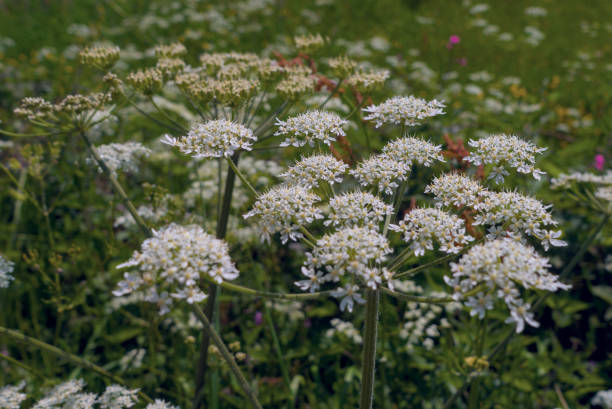 istock Wild Angelica or Forest Angelica 1605491794