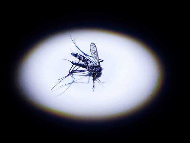 mosquito snooted lighting black background macro photography of mosquito good for anti mosquito brand advertising tularemia stock pictures, royalty-free photos & images