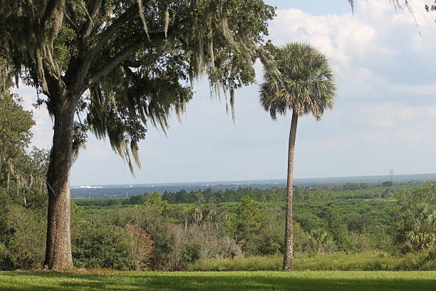 istock Florida Orange Grove Landscape 160549285
