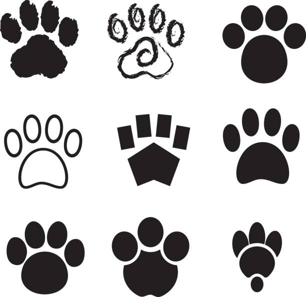 Nine Vector Stylized Paw Prints Nine Vector Stylized Paw Prints. Illustrator v8 and EPS v8 files included. paw print black and white drawing stock illustrations
