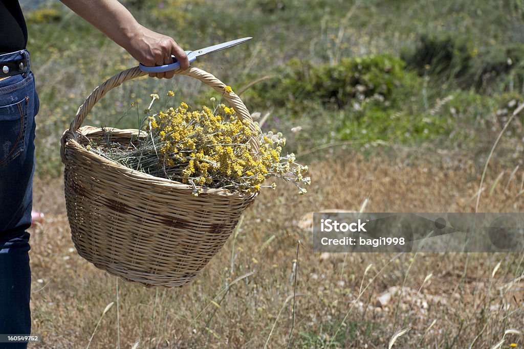 Flores silvestres - Foto de stock de Adulto libre de derechos