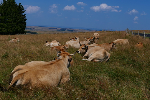 Herd of cows on the Aubrac plateau,\n  between Aveyron and Lozère