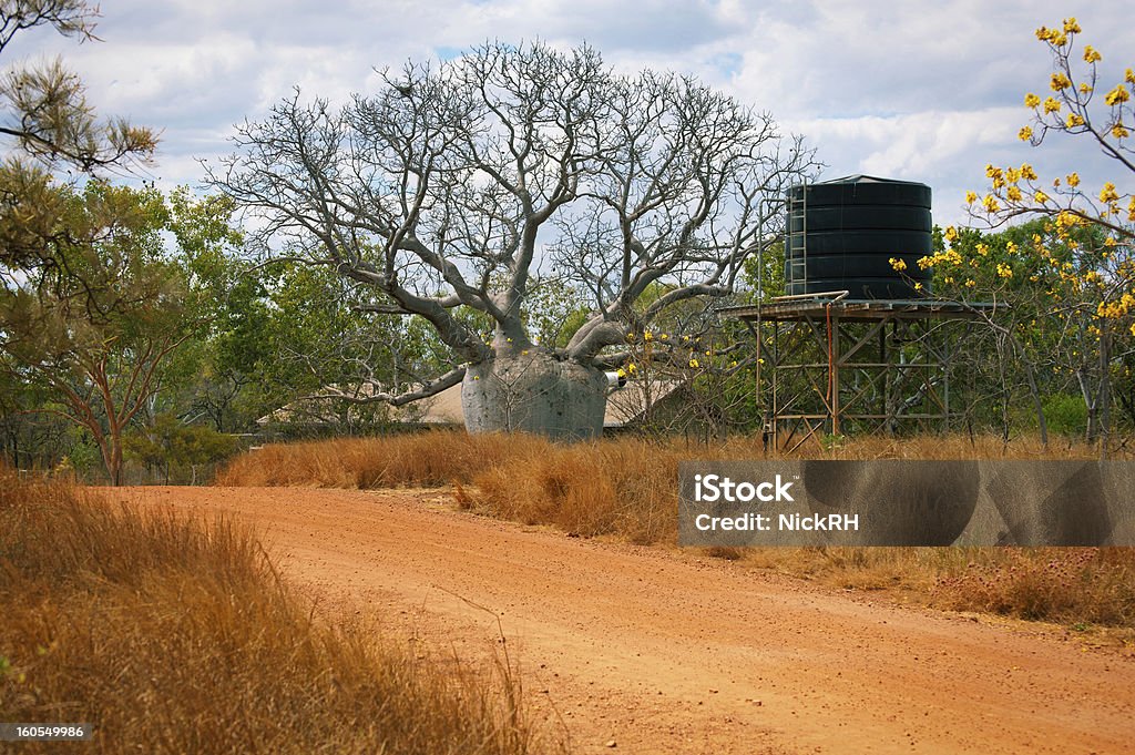 Duże Boab Tree - Zbiór zdjęć royalty-free (Australijski Outback)