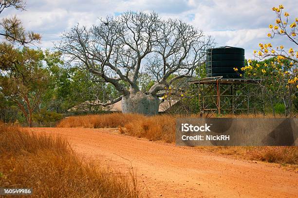 Duże Boab Tree - zdjęcia stockowe i więcej obrazów Australijski Outback - Australijski Outback, Woda pitna, Australia