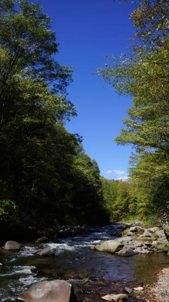istock a river with many rocks and green trees on both sides 1605500132