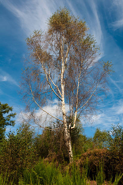 Plant, Tree Silver birch, Betula pendula stock photo