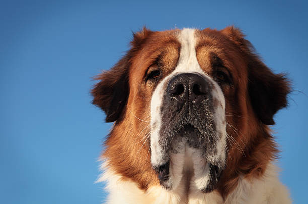 Big Dog Stock Photo - Download Image Now - Saint Bernard, Animal, Animal  Body Part - iStock