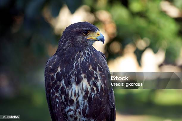 Porträt Von Einem Eagle Sitzbereich Stockfoto und mehr Bilder von Adler - Adler, Fotografie, Horizontal