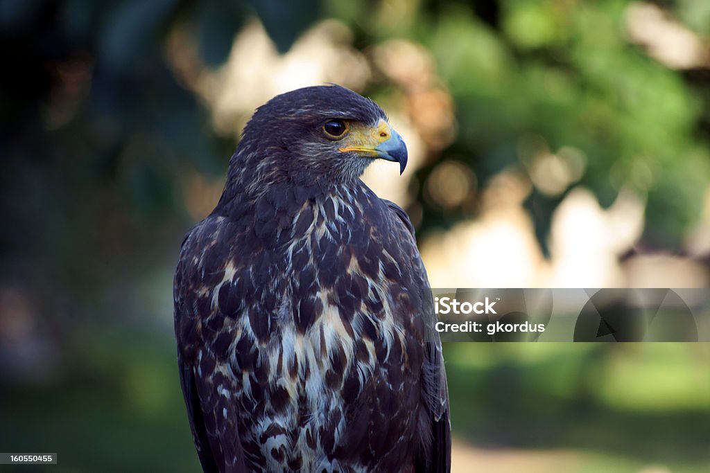Retrato de uma águia de estar - Foto de stock de Animal royalty-free
