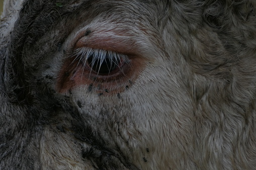 The eye of the bull and the flies, Aubrac plateau, Lozère