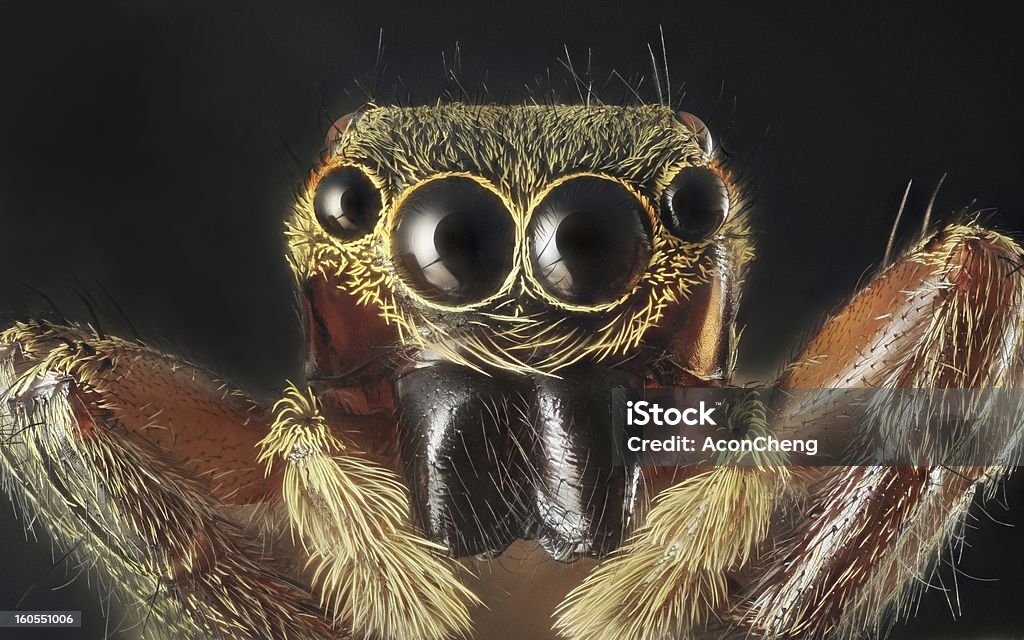 Spider Porträt - Lizenzfrei Bunt - Farbton Stock-Foto