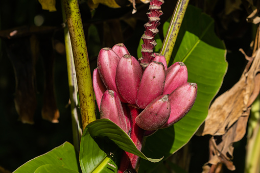 Red or Malayan plantain ( Musa acuminata), in the jungle in Costa Rica.